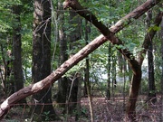 22nd Aug 2024 - Through the trees...