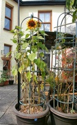 22nd Aug 2024 - Sunflowers.......