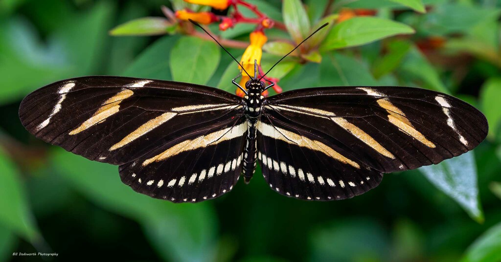 Zebra Longwing... by photographycrazy