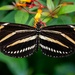 Zebra Longwing... by photographycrazy