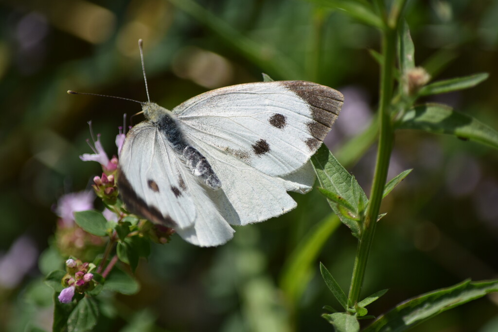 Cabbage white by dragey74