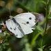 Cabbage white by dragey74