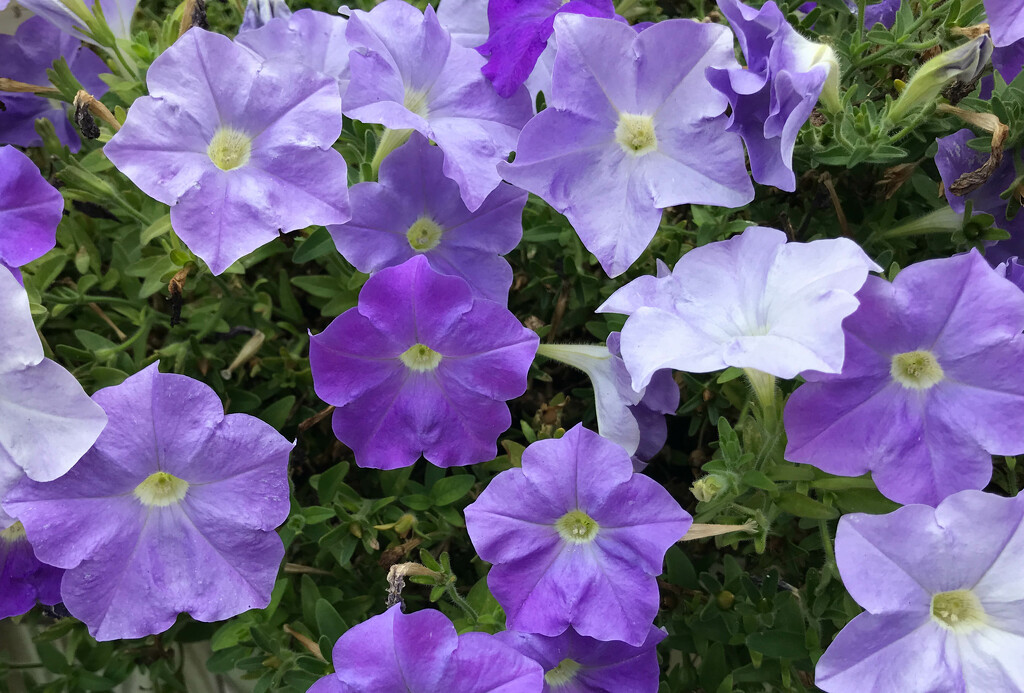 Purple petunias by mittens