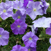 Purple petunias by mittens