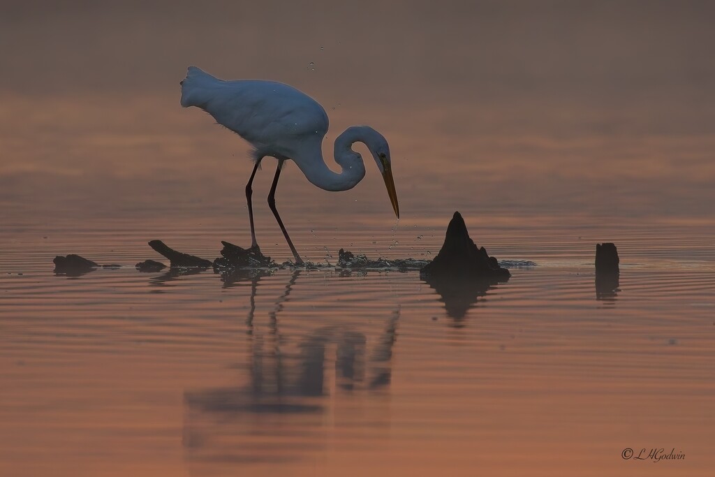 LHG_3211Great Egret before sunrise feeding by rontu