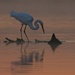 LHG_3211Great Egret before sunrise feeding by rontu