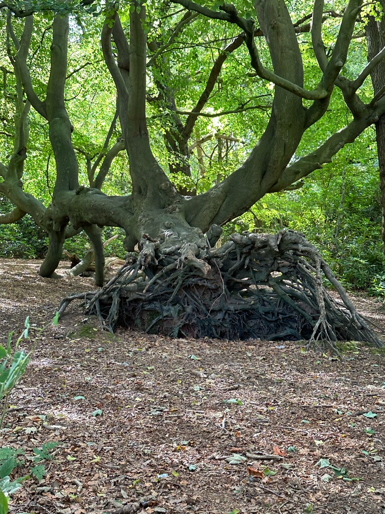 Uprooted  by wendystout