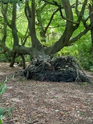 21st Aug 2024 - Uprooted 