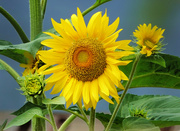 22nd Aug 2024 - Sunflower 