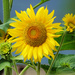 Sunflower  by seattlite