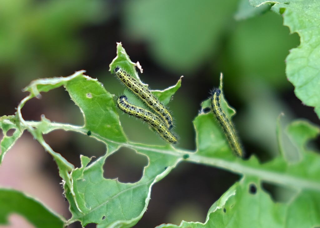 hungry caterpillars by kametty