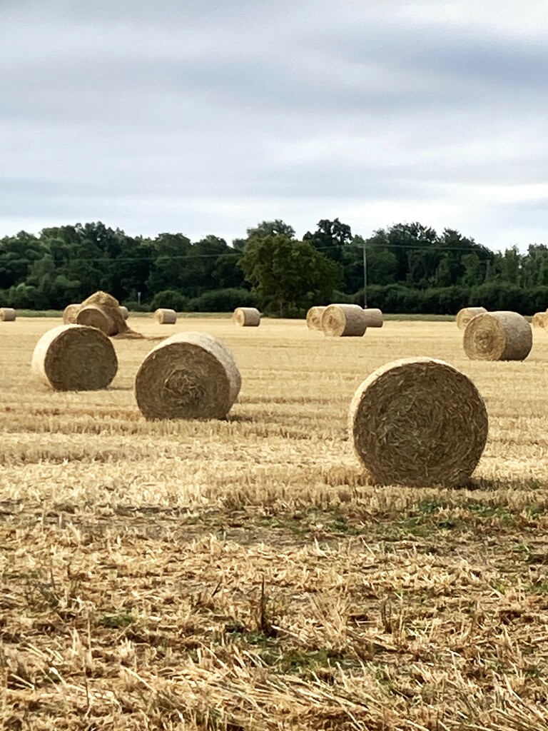 Harvest home by 365anne