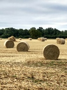 20th Aug 2024 - Harvest home