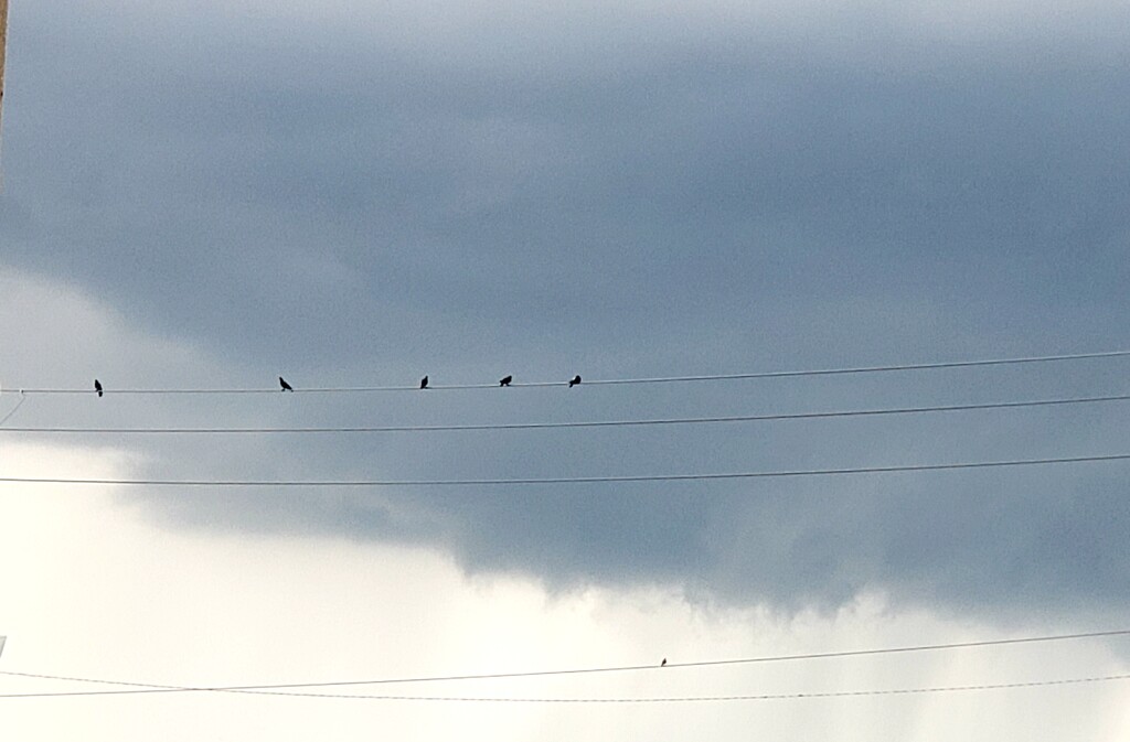 Birds on a wire by danette