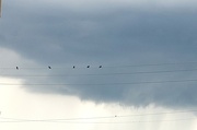 22nd Aug 2024 - Birds on a wire