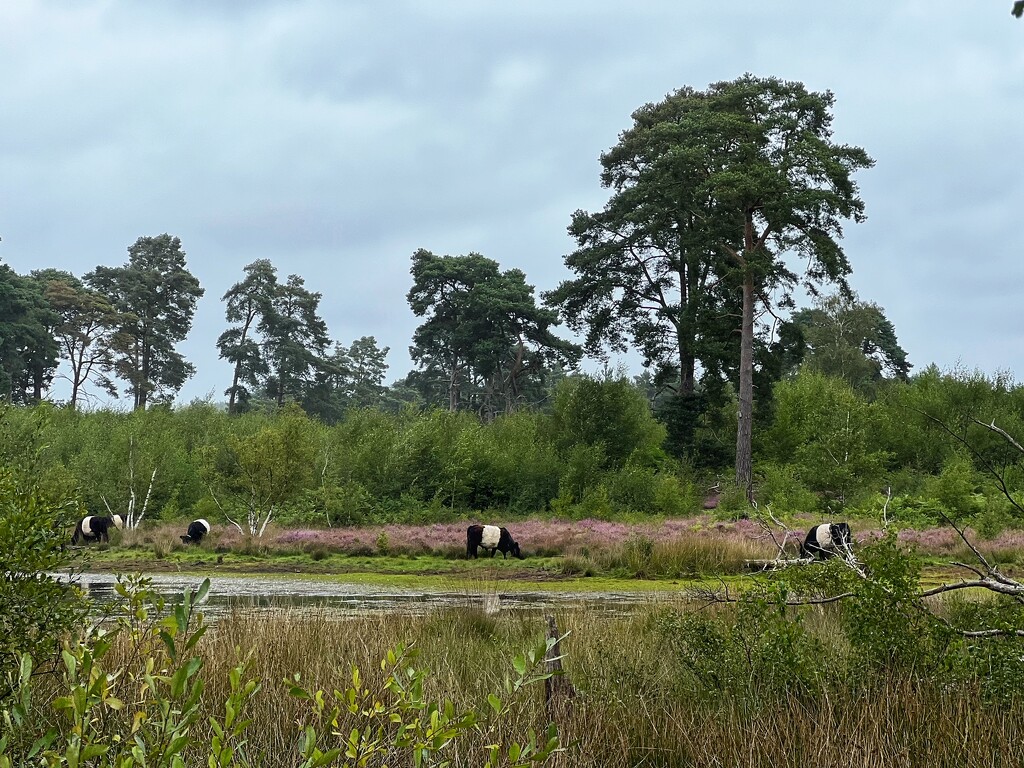 Grazing the Heathland by mattjcuk