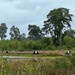 Grazing the Heathland by mattjcuk