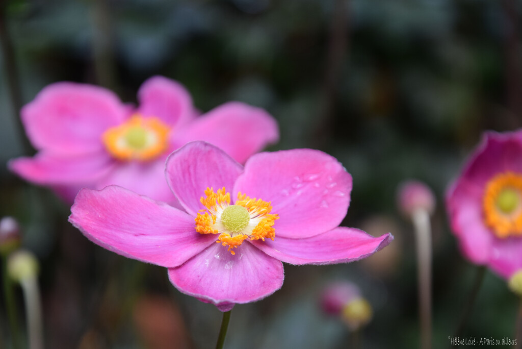 Anemone hupehensis by parisouailleurs