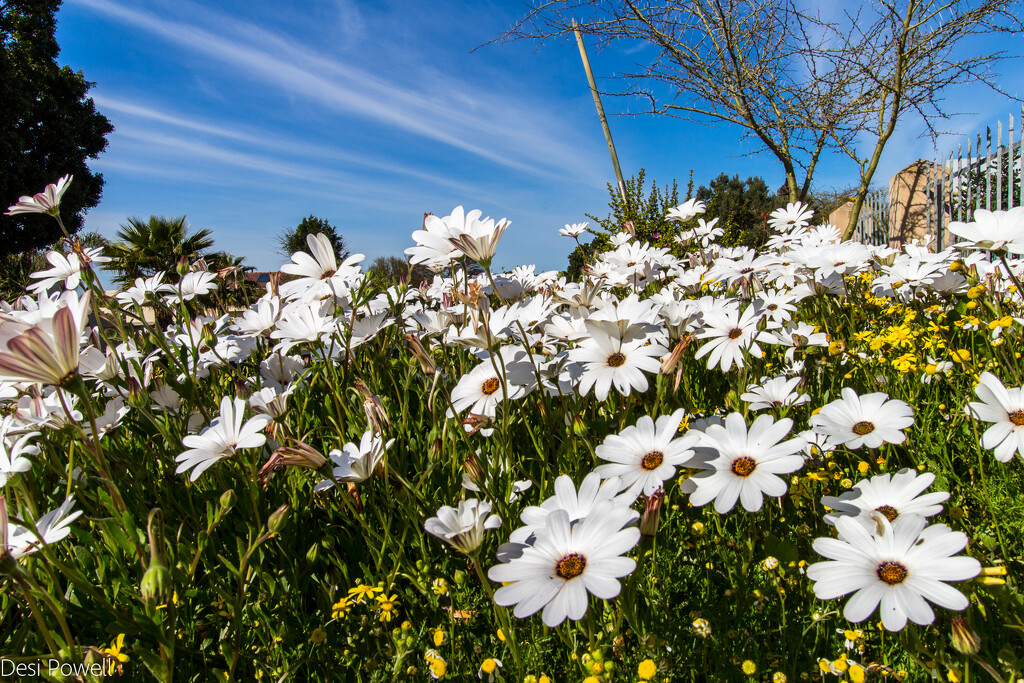 Flowers on the verge by seacreature