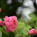 Roses by parisouailleurs