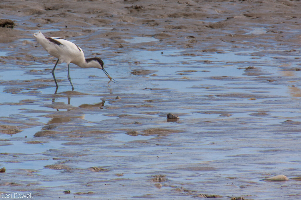 Finding shrimps in the mud at low tide by seacreature