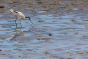 21st Aug 2024 - Finding shrimps in the mud at low tide