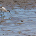 Finding shrimps in the mud at low tide by seacreature