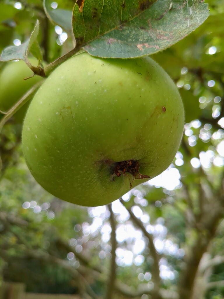 092: Apple by incrediblefran