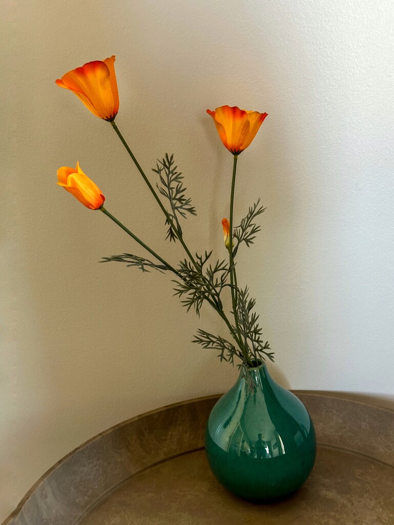 California Poppies by shutterbug49