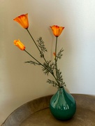 22nd Aug 2024 - California Poppies