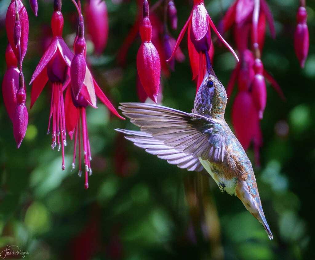 Slurping the Fuscia by jgpittenger