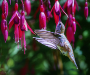 22nd Aug 2024 - Slurping the Fuscia