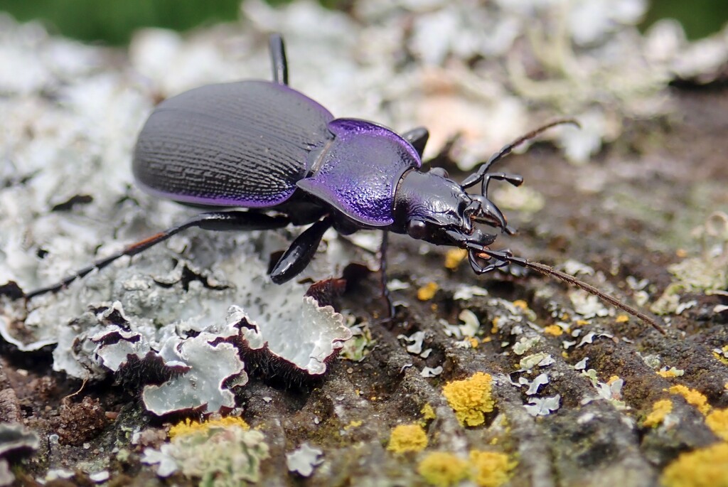 VIOLET GROUND BEETLE by markp