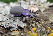 21st Aug 2024 - VIOLET GROUND BEETLE