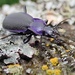 VIOLET GROUND BEETLE