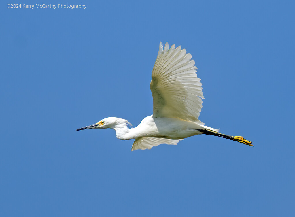 Fly over by mccarth1