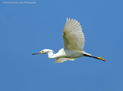 21st Aug 2024 - Fly over