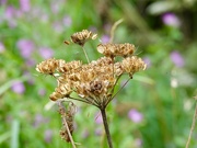 22nd Aug 2024 - Hogweed 