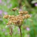 Hogweed  by phil_sandford