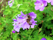 22nd Aug 2024 - Tasty flower! 