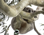 19th Aug 2024 - stalking koalas