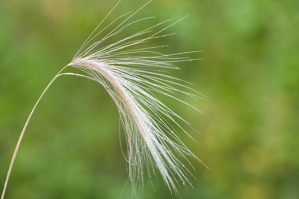 Foxtail Barley by okvalle