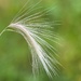 Foxtail Barley by okvalle