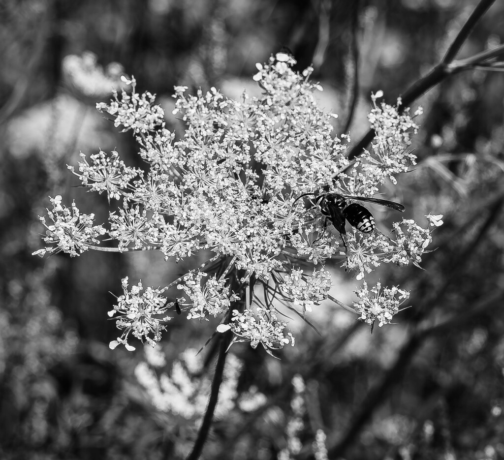 Queen Anne's Lace and Bald-faced Hornet by darchibald