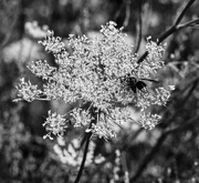 22nd Aug 2024 - Queen Anne's Lace and Bald-faced Hornet