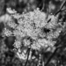 Queen Anne's Lace and Bald-faced Hornet by darchibald