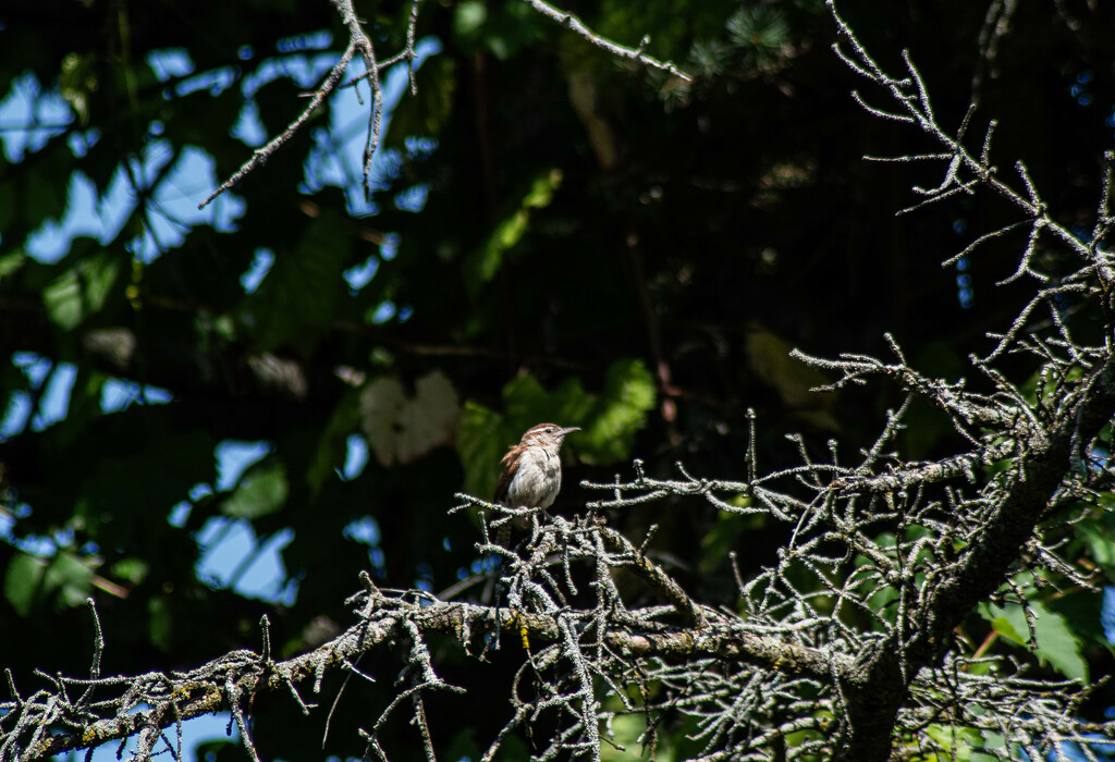 Carolina Wren by darchibald