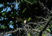 22nd Aug 2024 - Carolina Wren