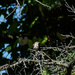 Carolina Wren by darchibald