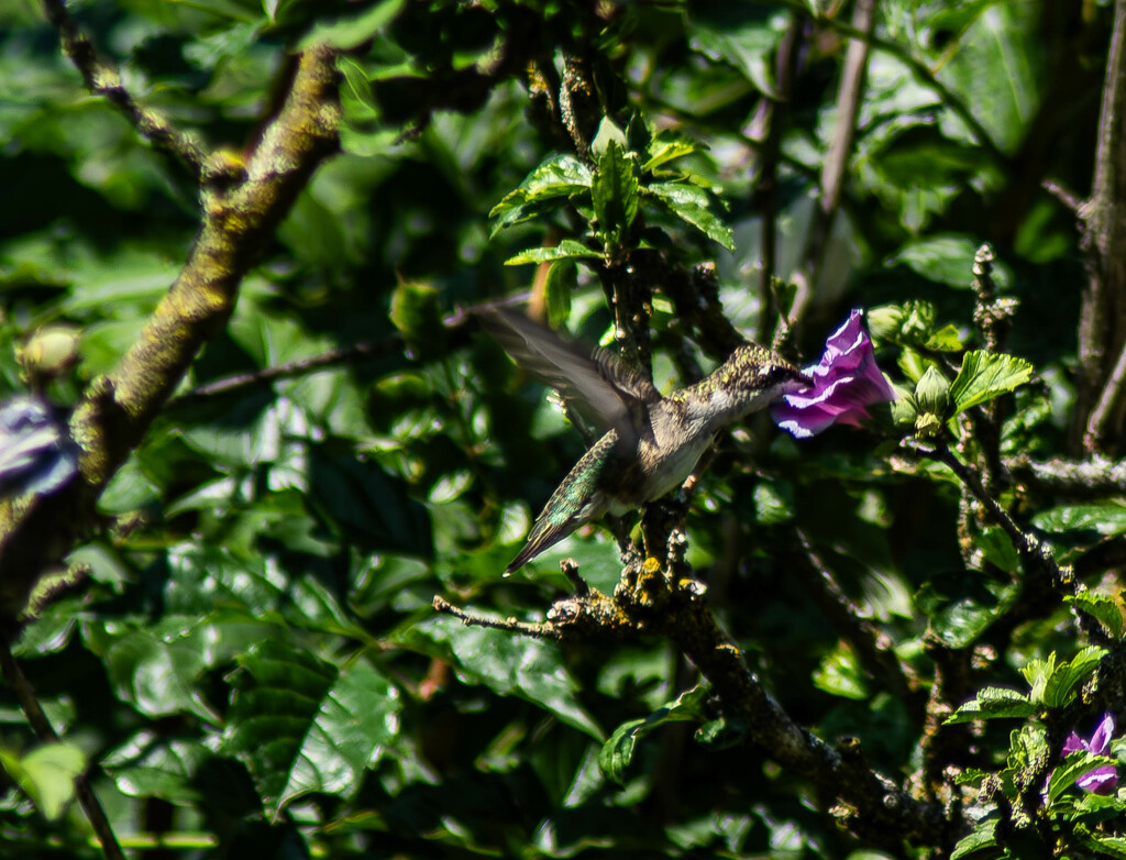 Hummingbird by darchibald